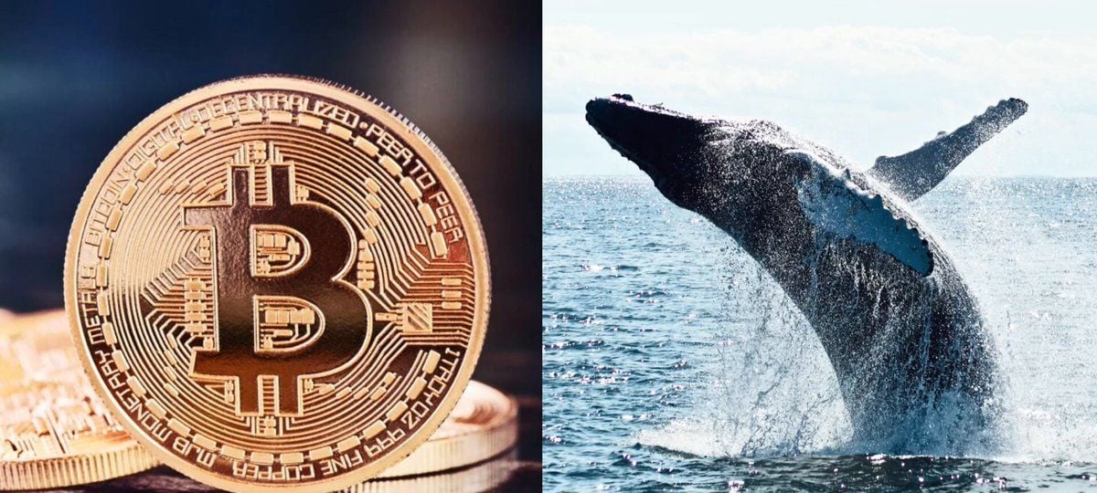 Bitcoin Whale Wallet Count Reaches New High